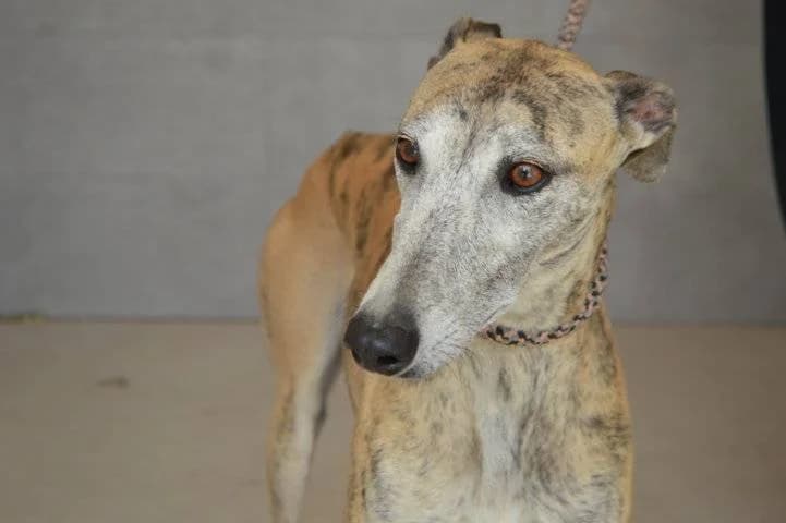 CALMA, female Galgo Español for adoption at Galgos del Sur