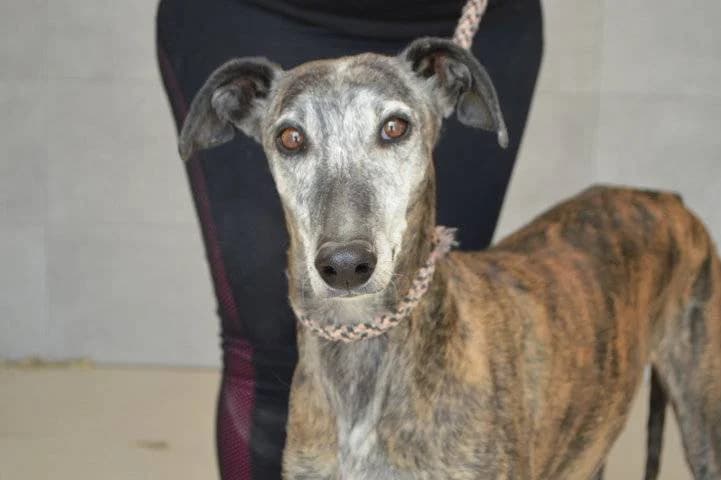 AUDREY, female Galgo Español for adoption at Galgos del Sur