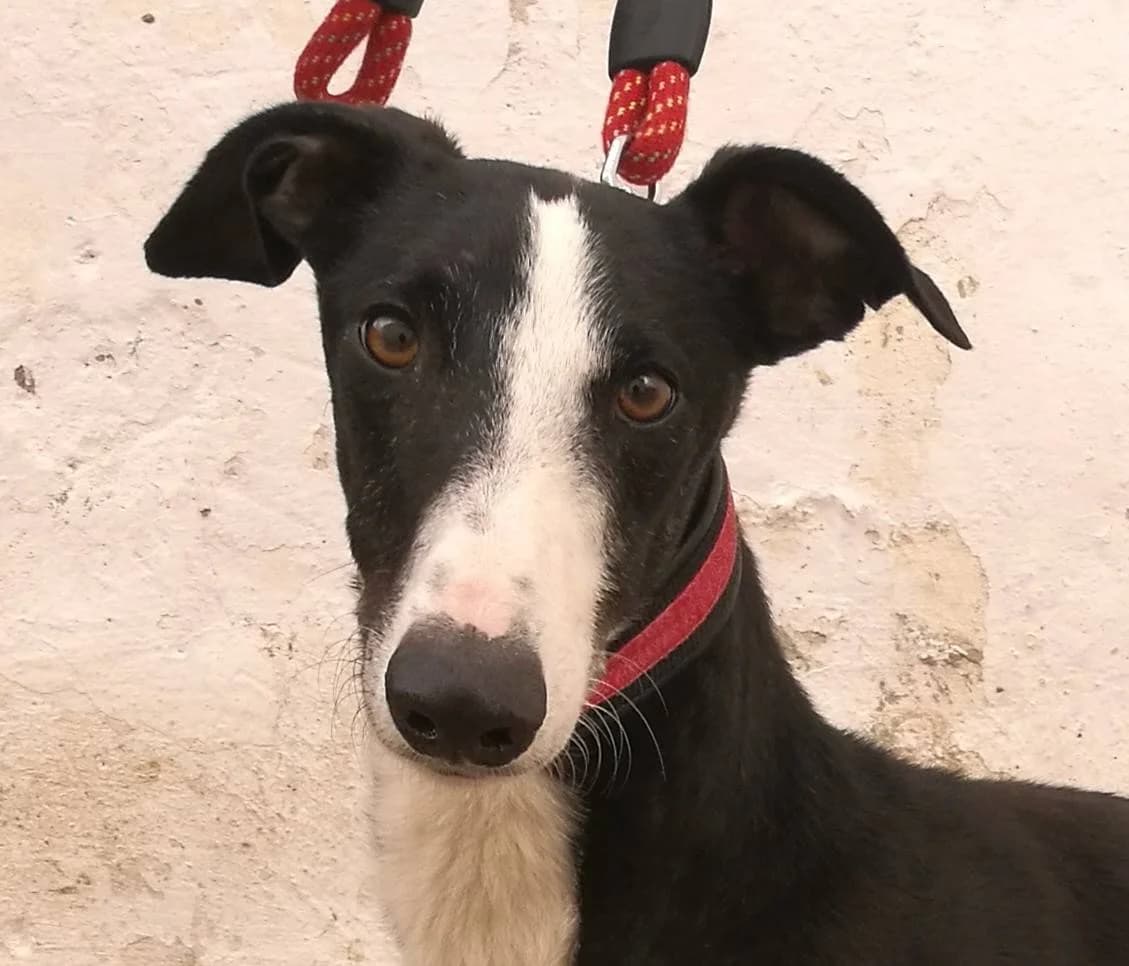 ACERO, male Galgo Español for adoption at Galgos del Sur