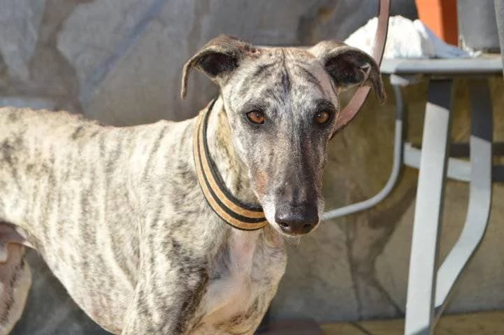 ARNOLD, male Galgo Español for adoption at Galgos del Sur