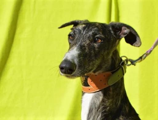 ATHOS, male Galgo Español for adoption at Galgos del Sur