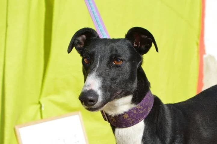 AVENA, female Galgo Español for adoption at Galgos del Sur