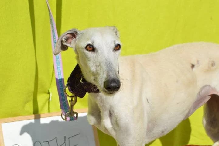 BERTHE, female Galgo Español for adoption at Galgos del Sur