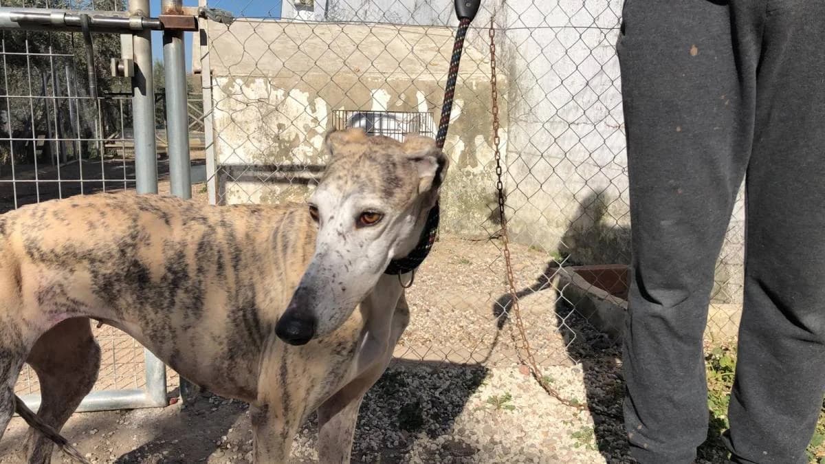 CECILIA, female Galgo Español for adoption at Galgos del Sur