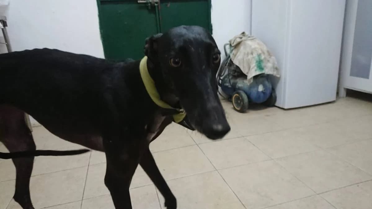 CHELSIE, female Galgo Español for adoption at Galgos del Sur