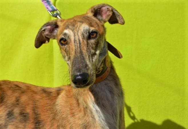 DARTACAN, male Galgo Español for adoption at Galgos del Sur