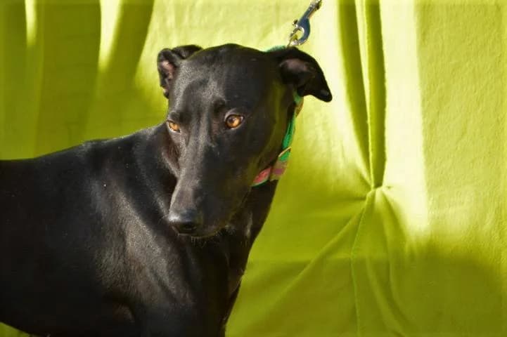 DARWIN, male Galgo Español for adoption at Galgos del Sur