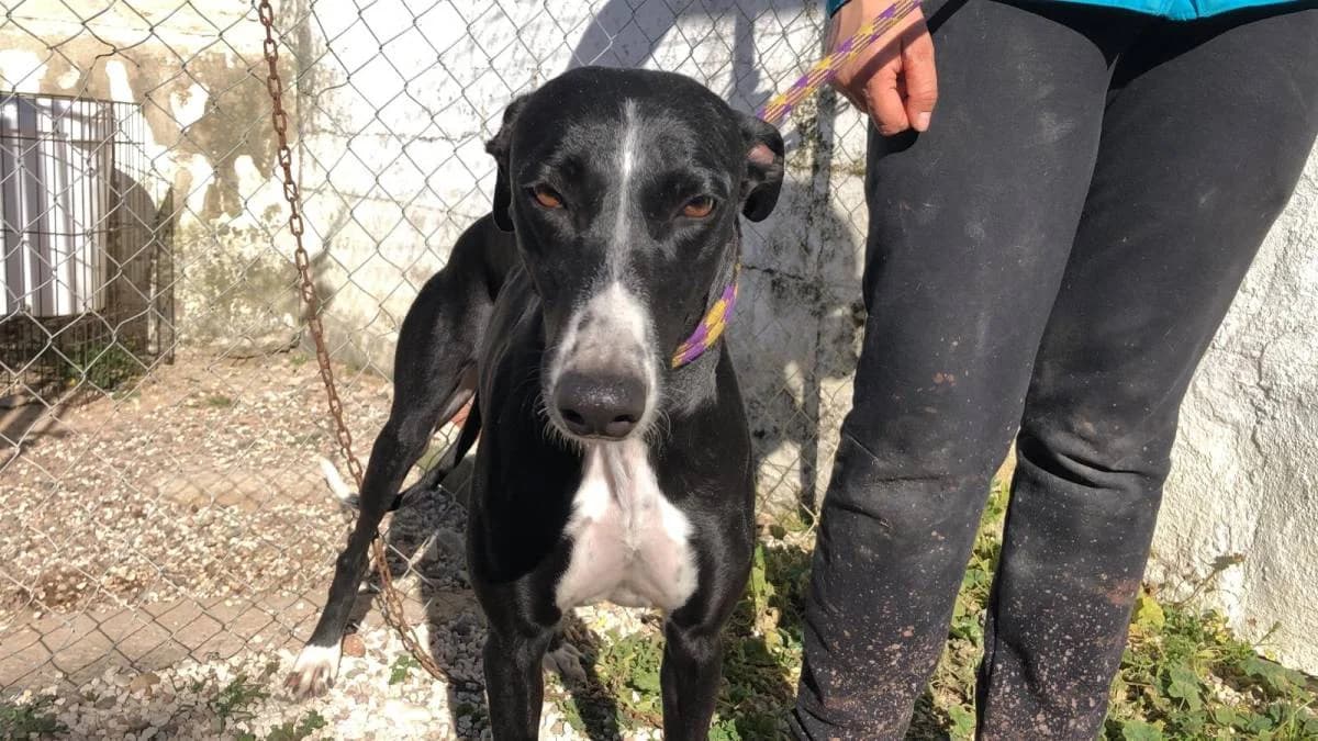 EDMA, male Galgo Español for adoption at Galgos del Sur