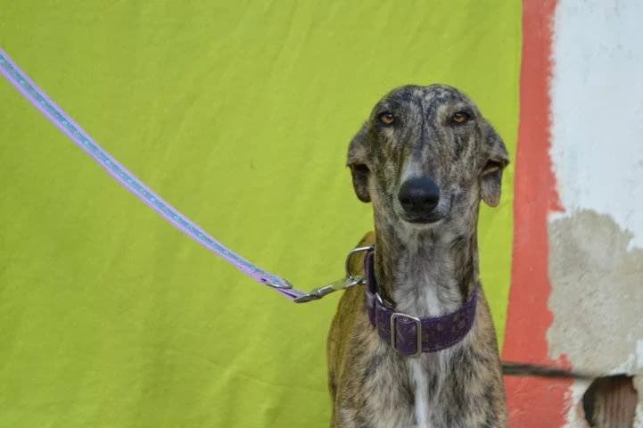 ERICO, male Galgo Español for adoption at Galgos del Sur