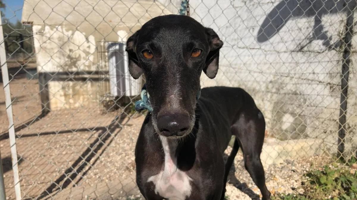 EVA-G, female Galgo Español for adoption at Galgos del Sur