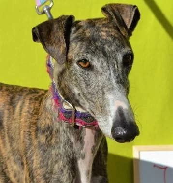 JIMENA, female Galgo Español for adoption at Galgos del Sur