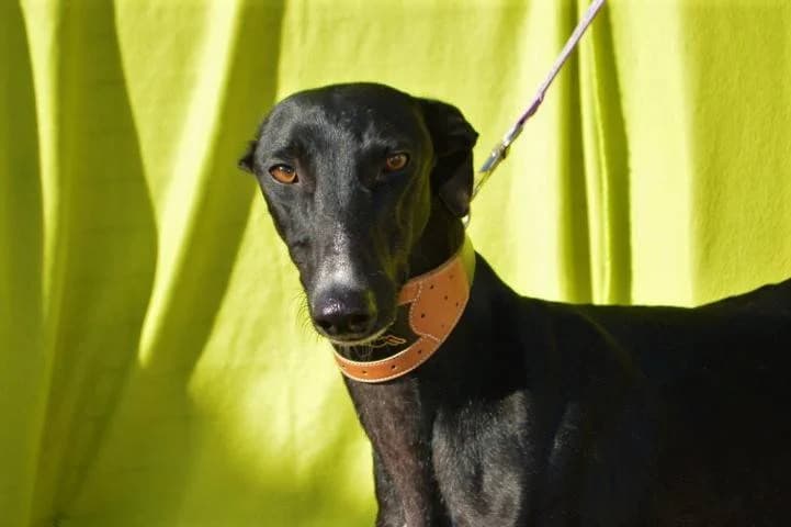 JUANLU, male Galgo Español for adoption at Galgos del Sur