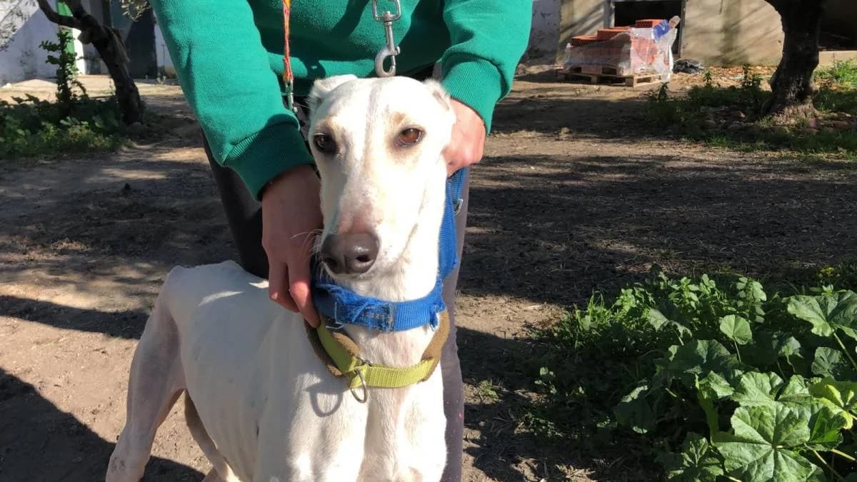 KATY, female Galgo Español for adoption at Galgos del Sur