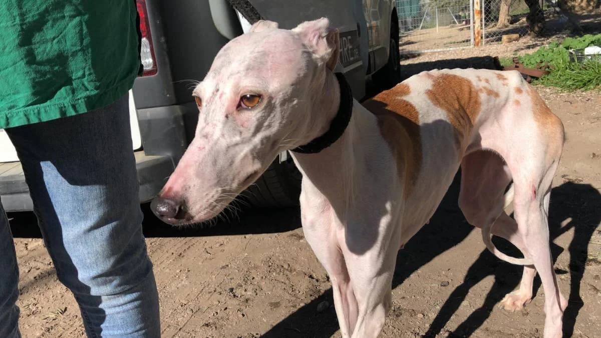LAURA, female Galgo Español for adoption at Galgos del Sur