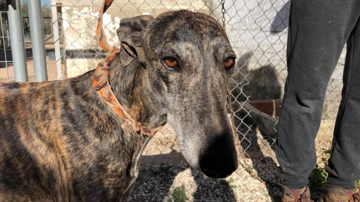 LYALL, female Galgo Español for adoption at Galgos del Sur