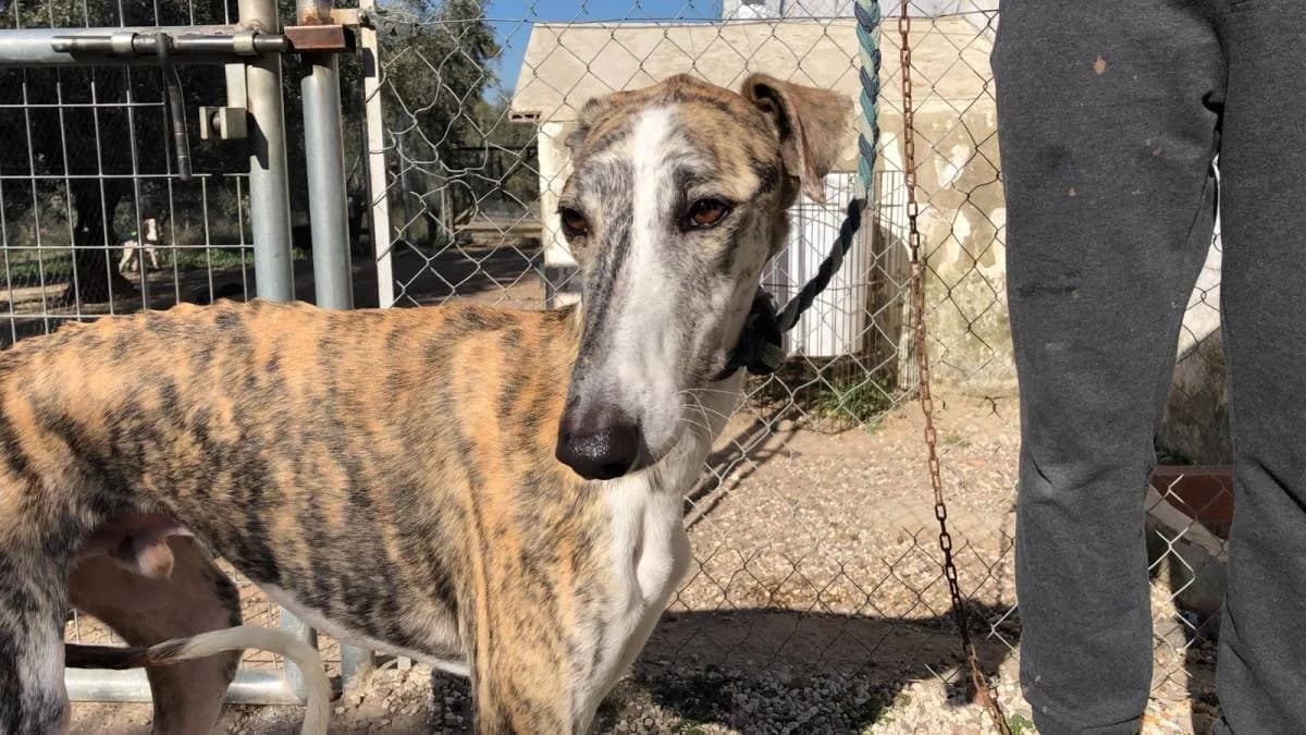 MONET, female Galgo Español for adoption at Galgos del Sur