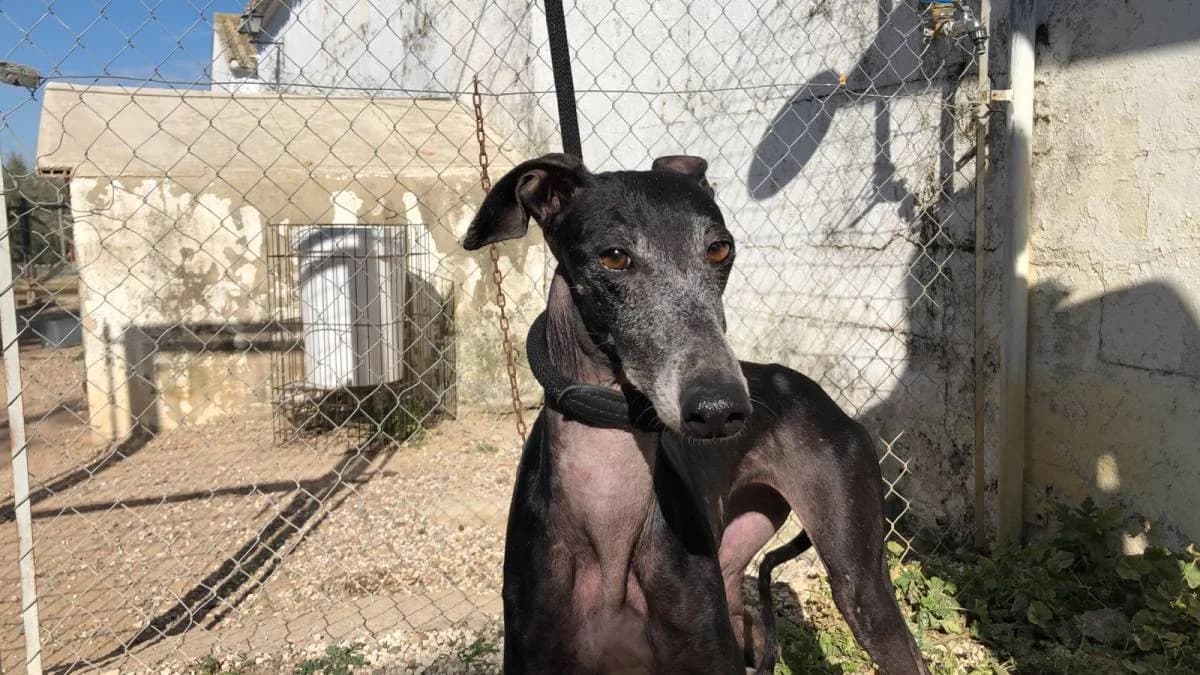 MUNTZ, male Galgo Español for adoption at Galgos del Sur