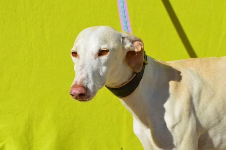 NESKA, female Galgo Español for adoption at Galgos del Sur