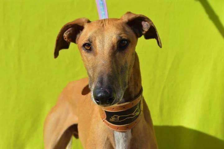 POSEIDON, male Galgo Español for adoption at Galgos del Sur