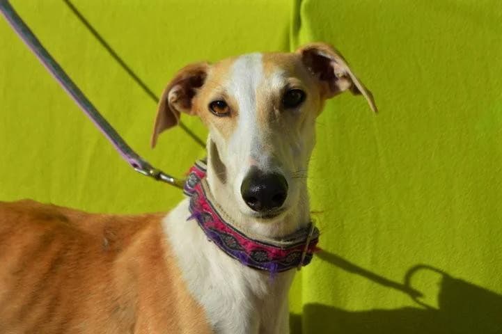 PRISCILA, female Galgo Español for adoption at Galgos del Sur