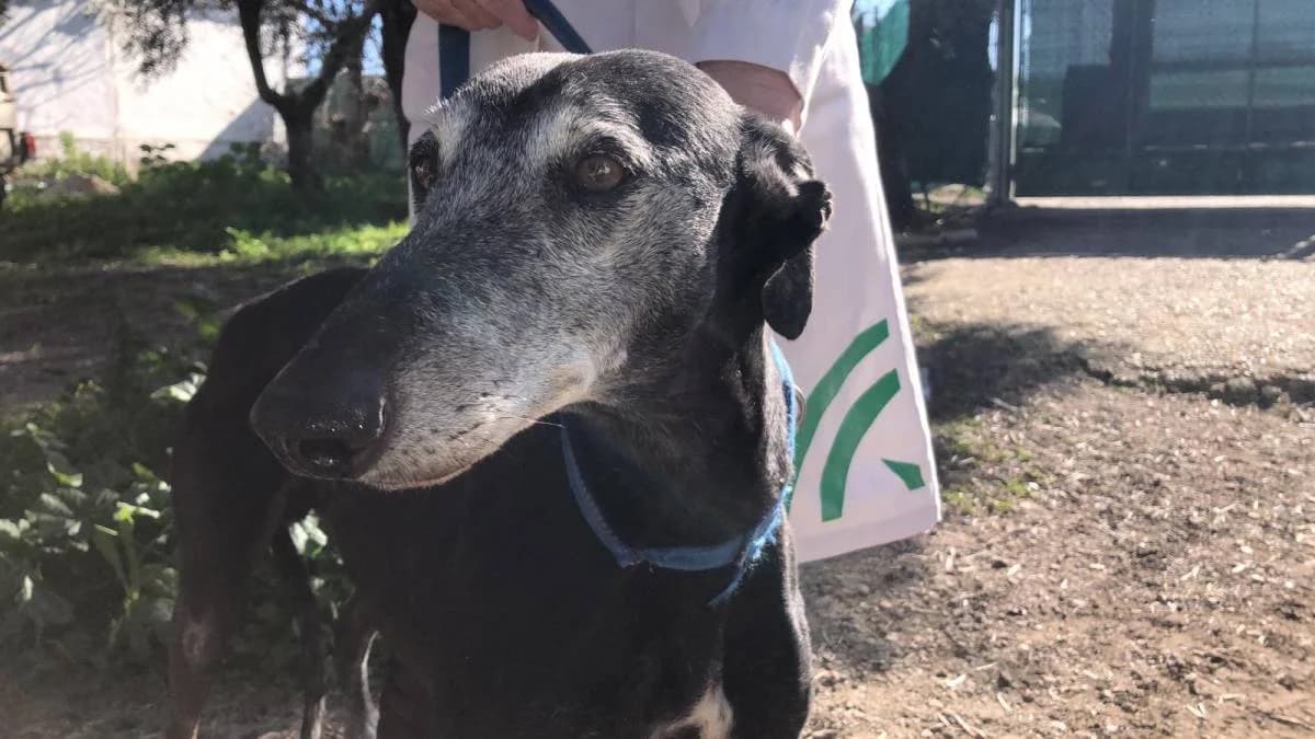 RENOIR, male Galgo Español for adoption at Galgos del Sur