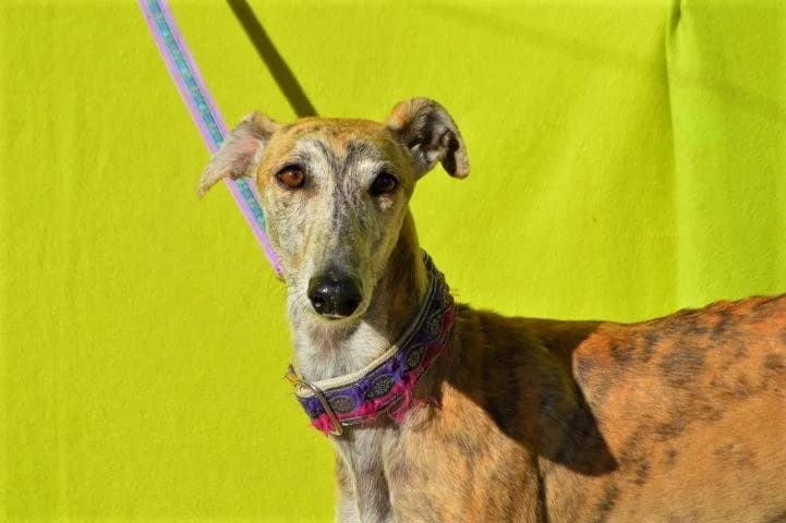 SAMIRA, female Galgo Español for adoption at Galgos del Sur
