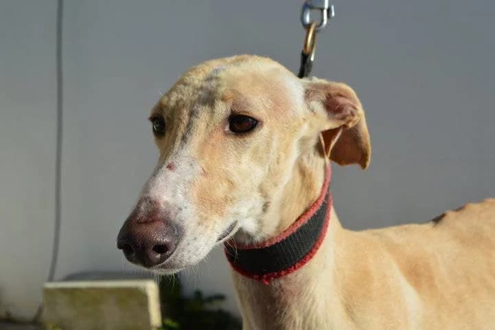 TEIDE, male Galgo Español for adoption at Galgos del Sur