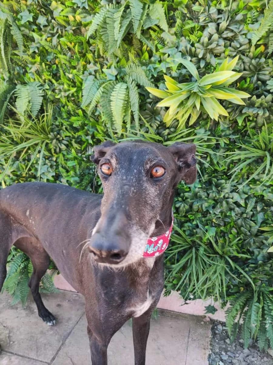 ADITI, Galgo Español (Galgos del Sur)
