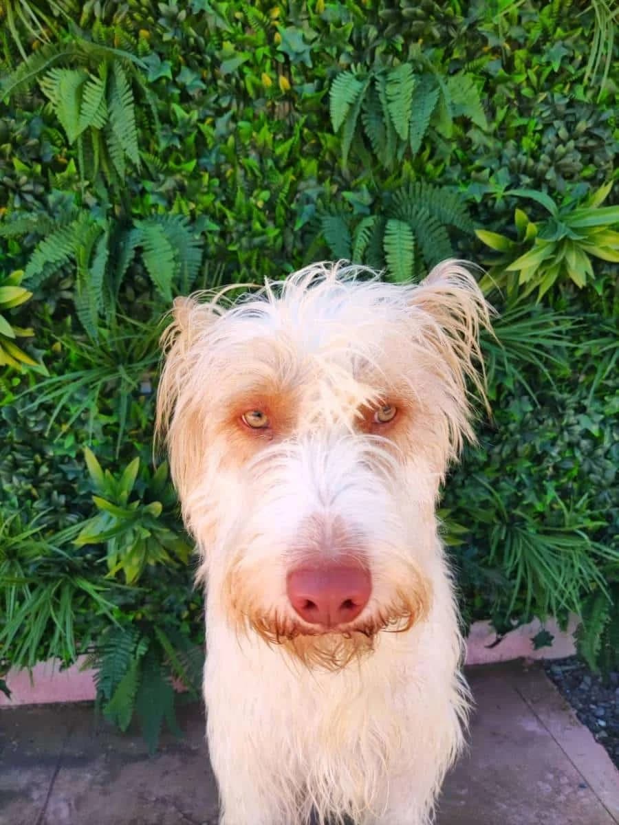 AIDEN, Galgo Español (Galgos del Sur)