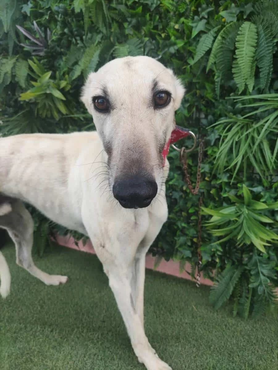 AKIL, Galgo Español (Galgos del Sur)