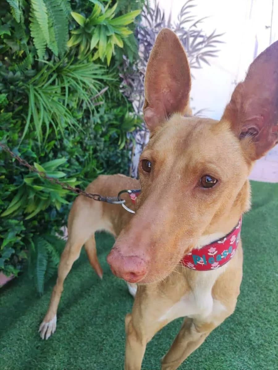 CHETO, Galgo Español (Galgos del Sur)