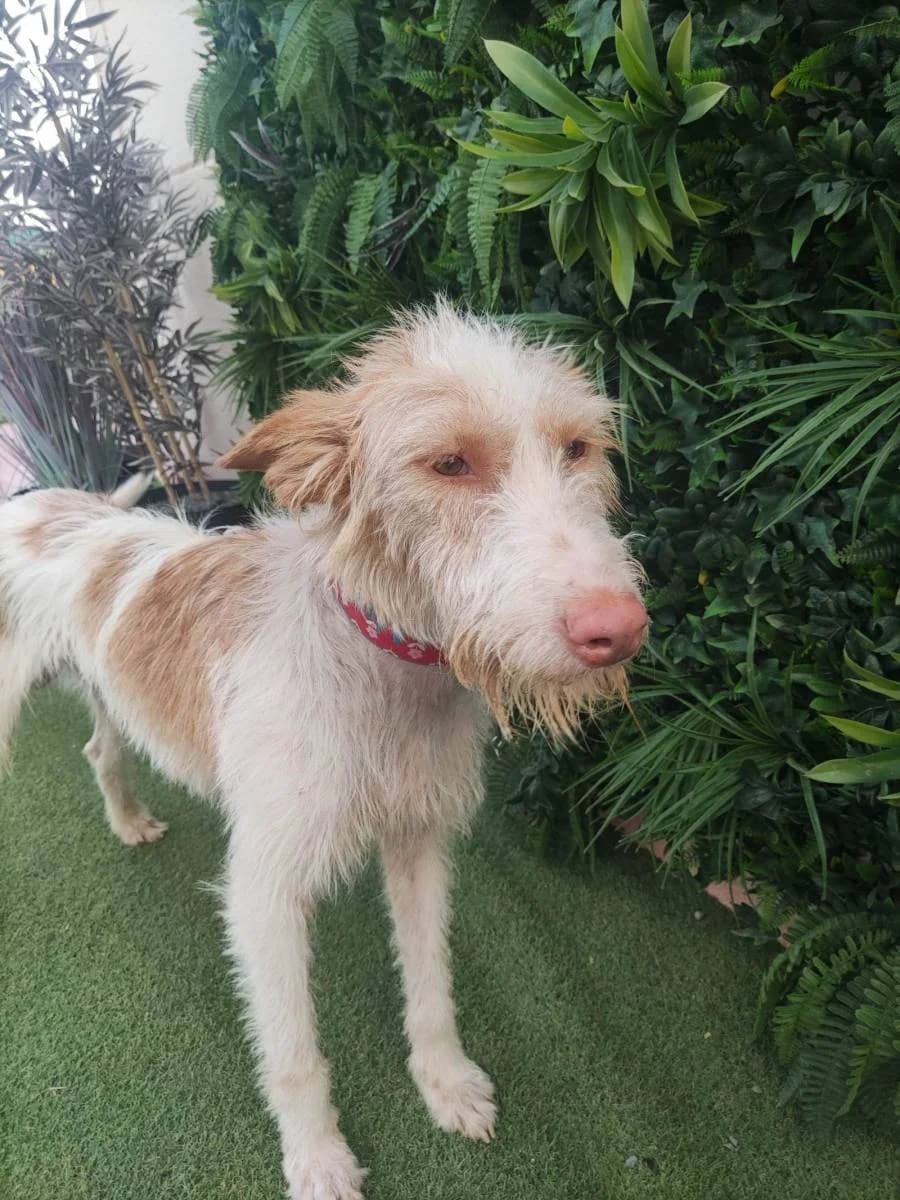 ARAMIS, Galgo Español (Galgos del Sur)
