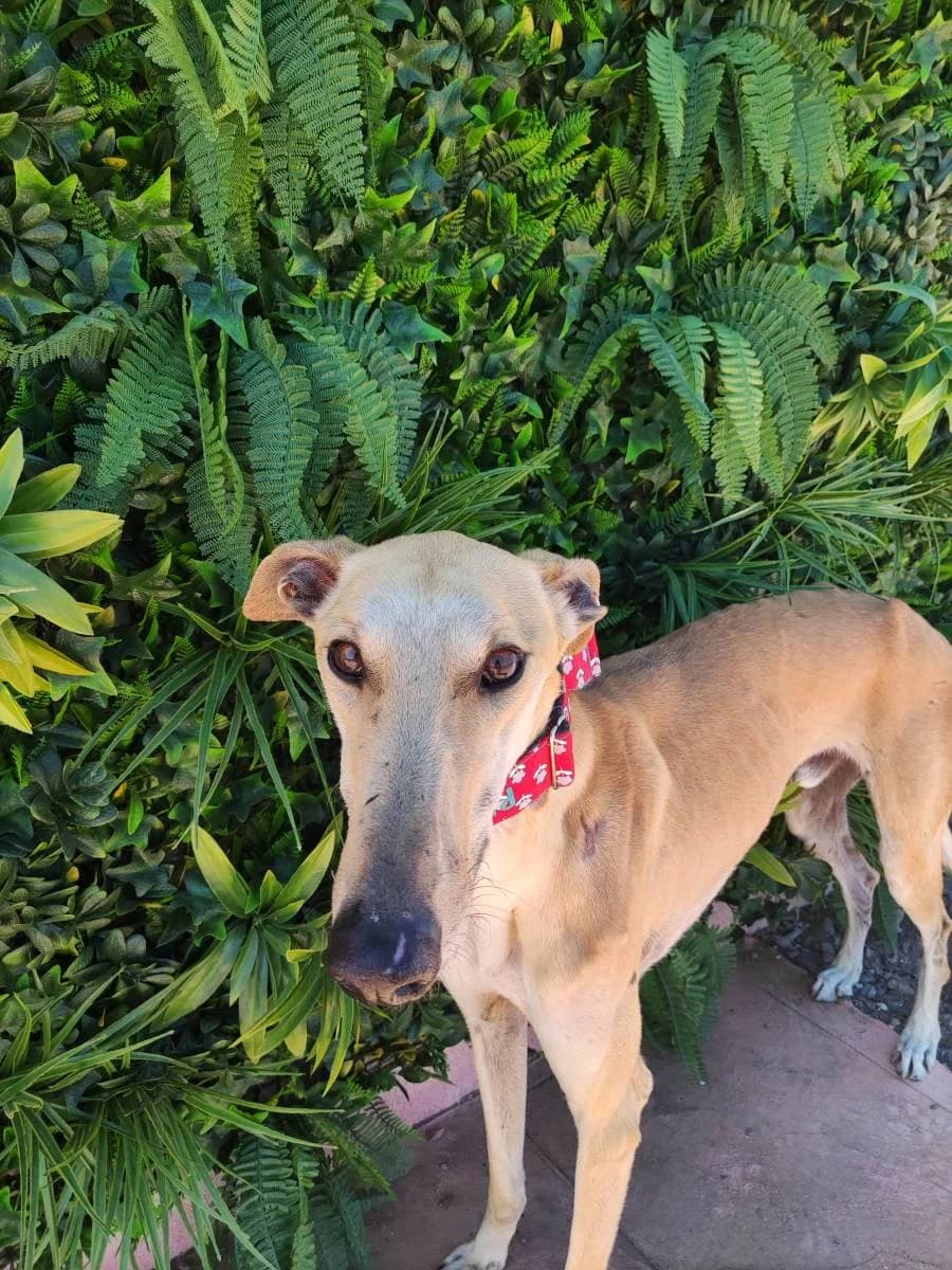 SANTO, Galgo Español (Galgos del Sur)