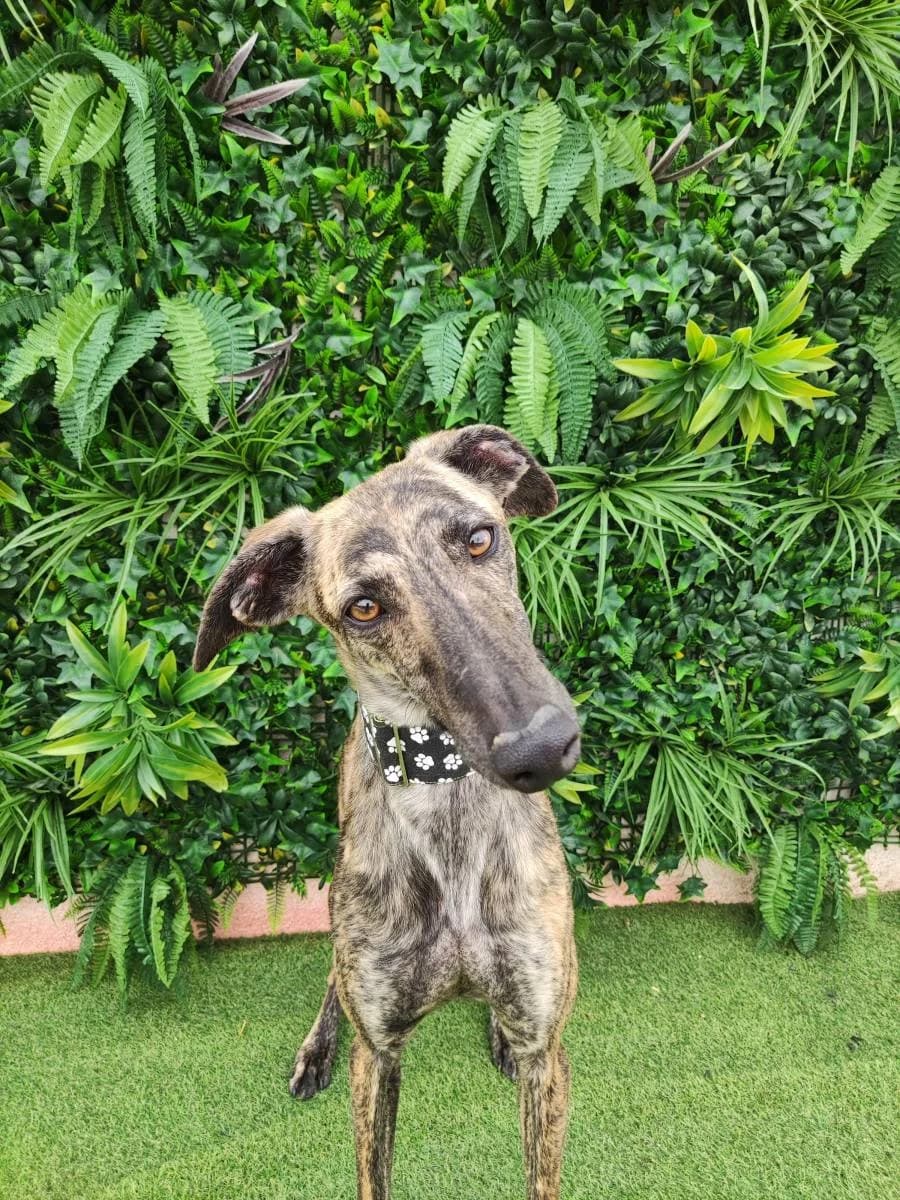 OLIVIA, Galgo Español (Galgos del Sur)