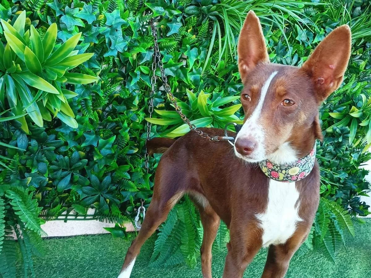 Holly, Galgo Español (Galgos del Sur)