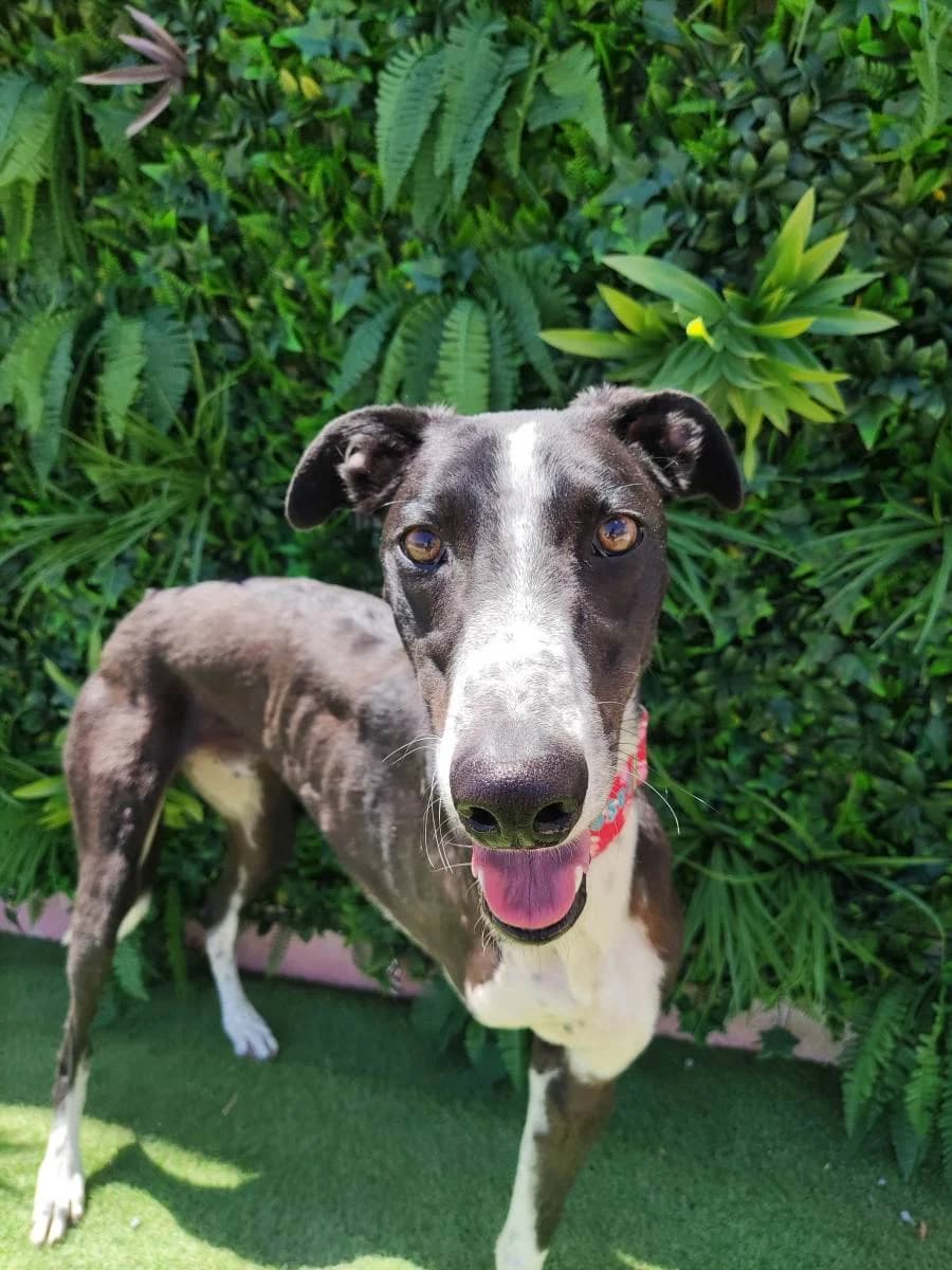Grobi, Galgo Español (Galgos del Sur)