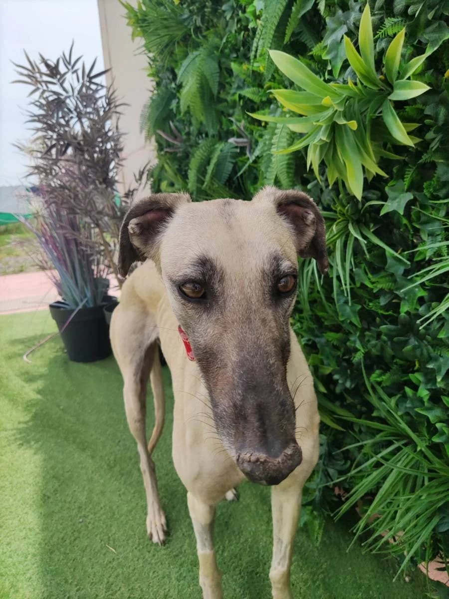 ELKE, Galgo Español (Galgos del Sur)