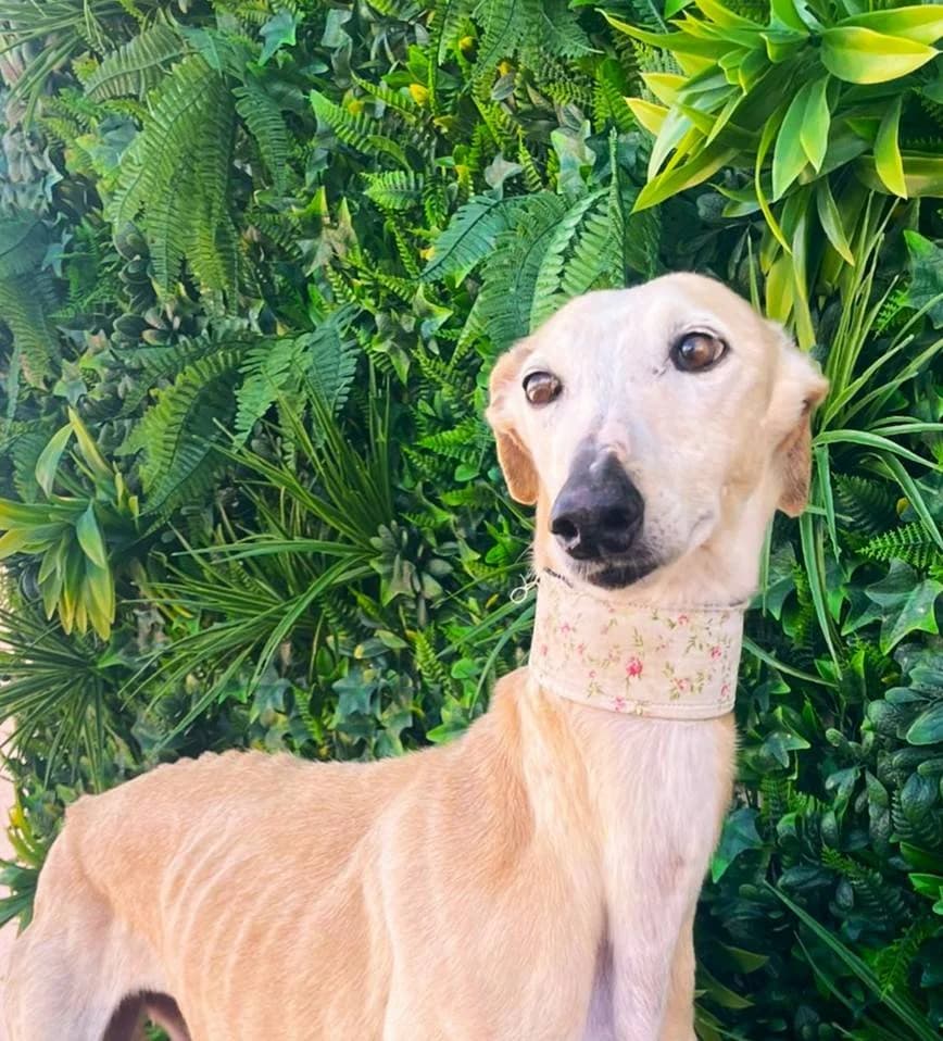 GUPI, Galgo Español (Galgos del Sur)