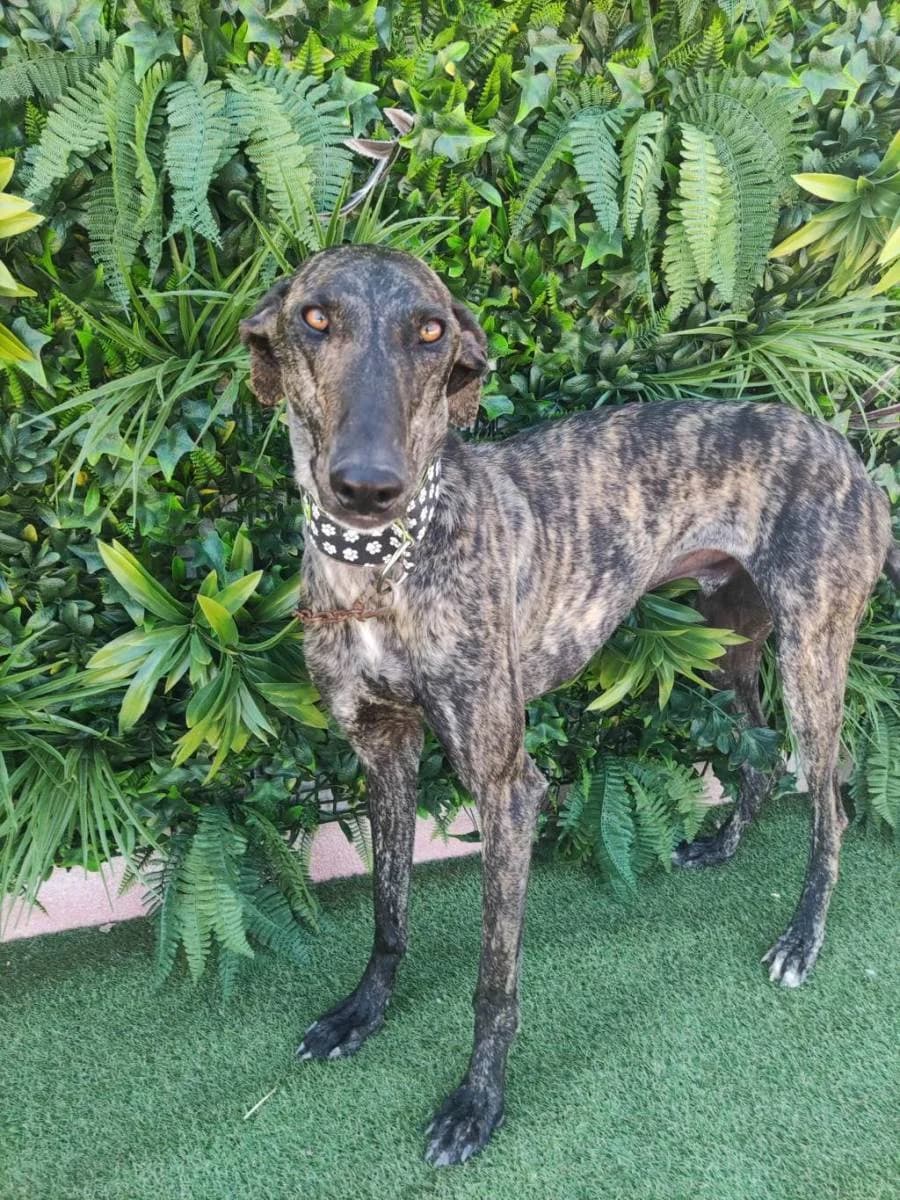 ESPAGUETI, Galgo Español (Galgos del Sur)