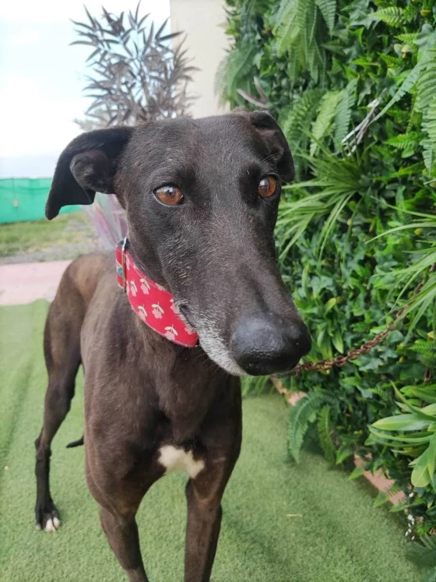 Dickens, Galgo Español (Galgos del Sur)