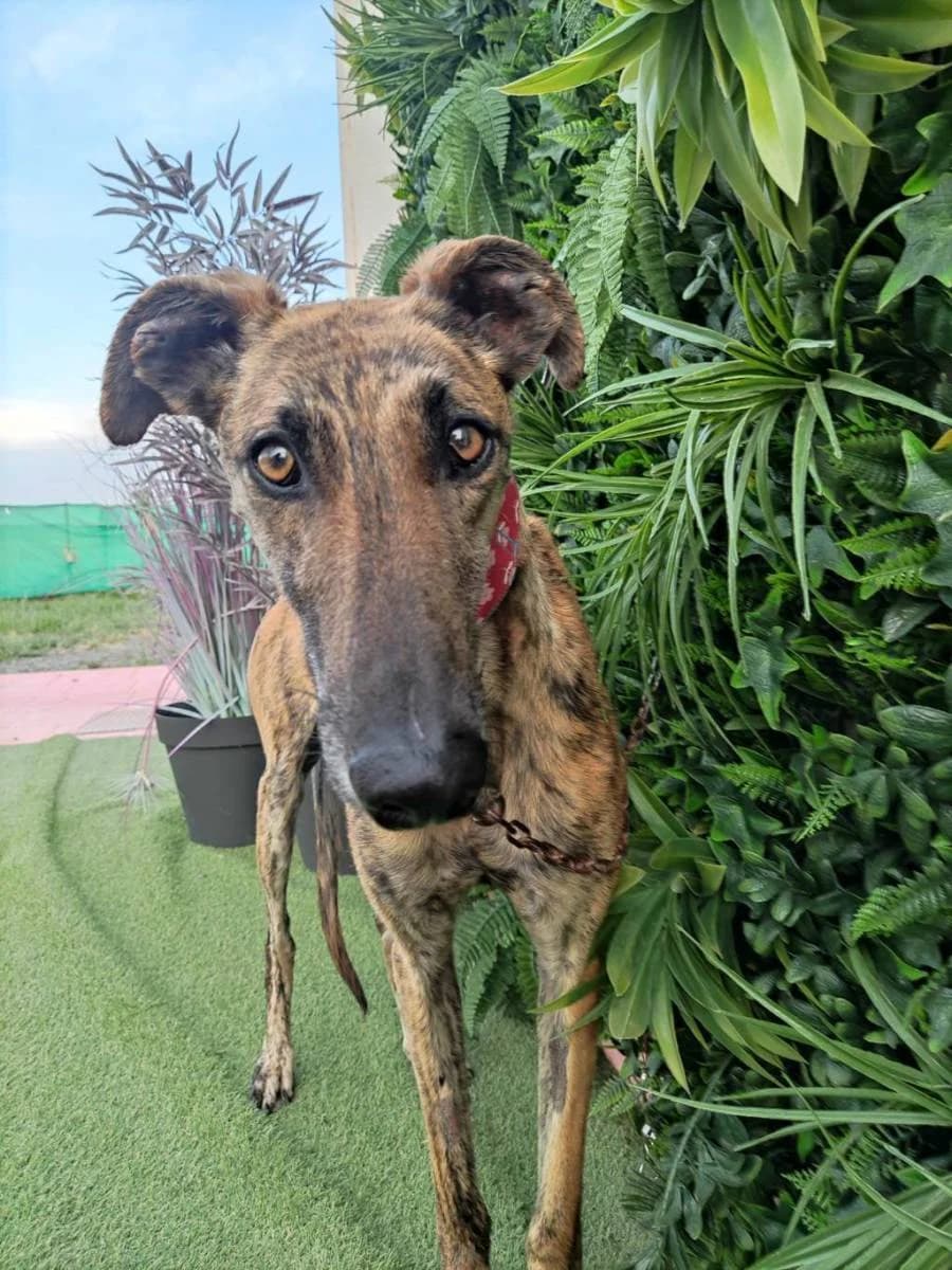 CROCUS, Galgo Español (Galgos del Sur)