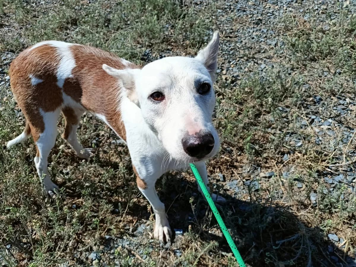 Braxter, Galgo Español (Galgos del Sur)