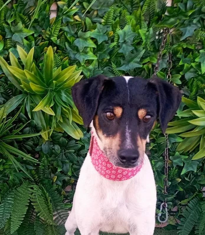 MEYER, Galgo Español (Galgos del Sur)