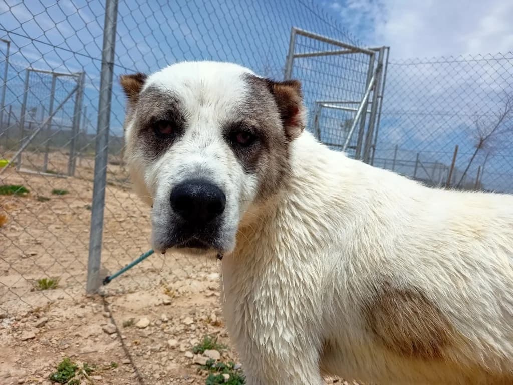 Danco, Galgo Español (Galgos del Sur)
