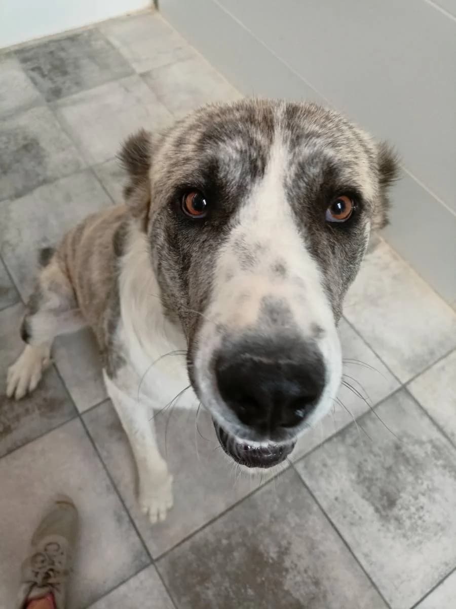 JULIA, Galgo Español (Galgos del Sur)