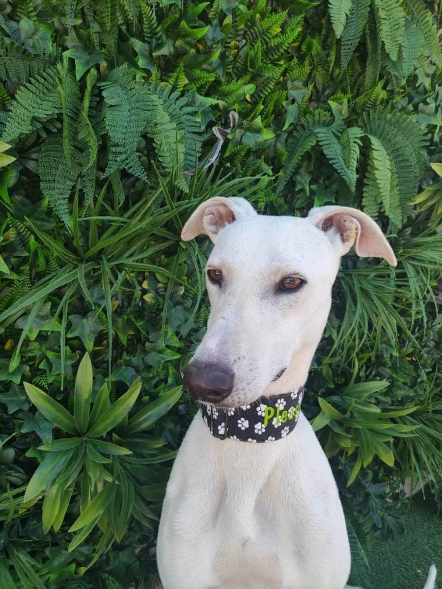 EUSS, Galgo Español (Galgos del Sur)