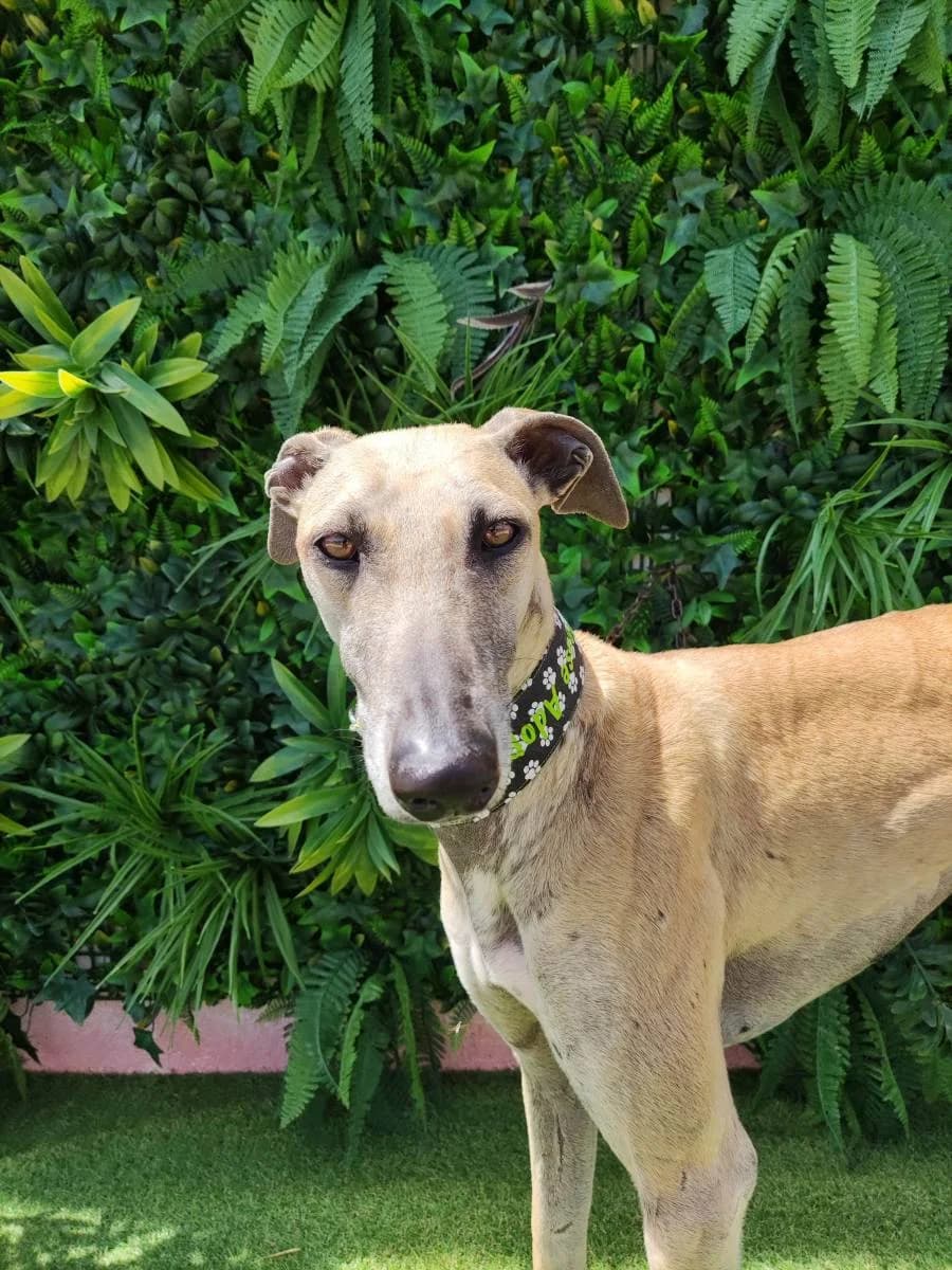 MIREIA, Galgo Español (Galgos del Sur)
