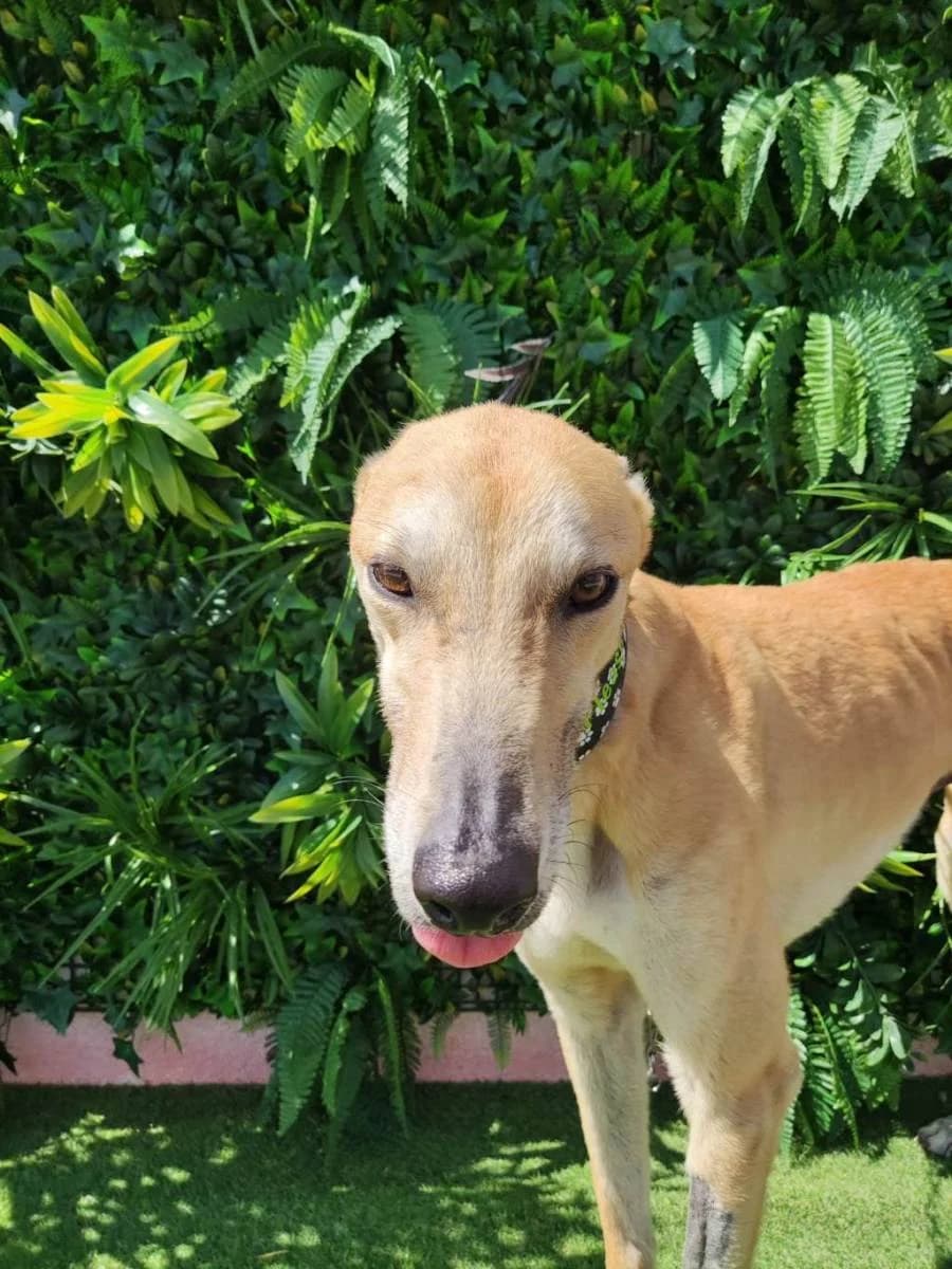 EROS, Galgo Español (Galgos del Sur)