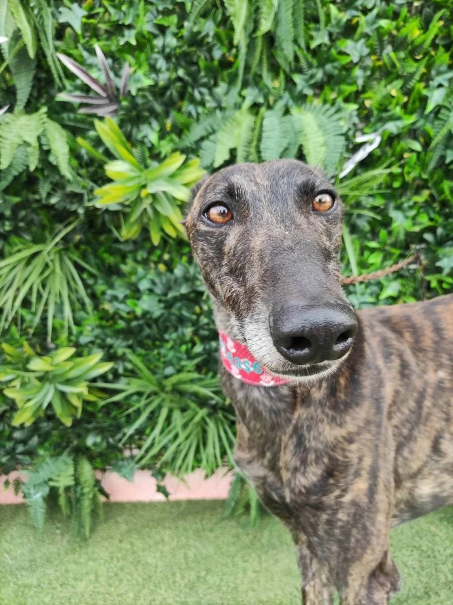 BEREN, Galgo Español (Galgos del Sur)