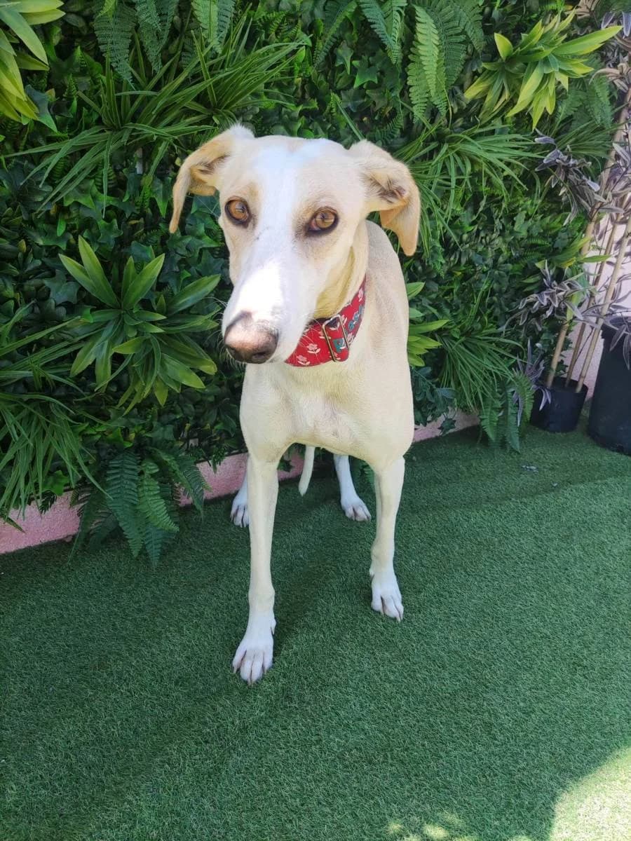 CAMPANILLA, Galgo Español (Galgos del Sur)